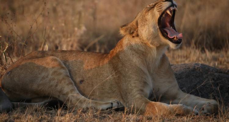 Lioness yawning while lying on dry grass.