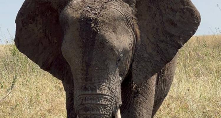 Olifant bedekt met modder in een grasrijk gebied.