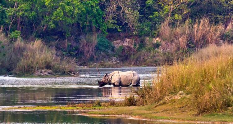 Neushoorn wadend in een rivier in Chitwan Nationaal Park.