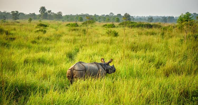 Neushoorn staand in weelderig groen gras.
