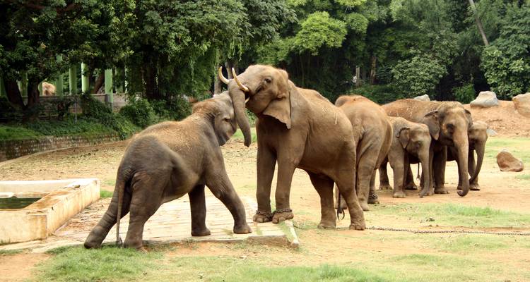 Elefantes jugando en un parque.