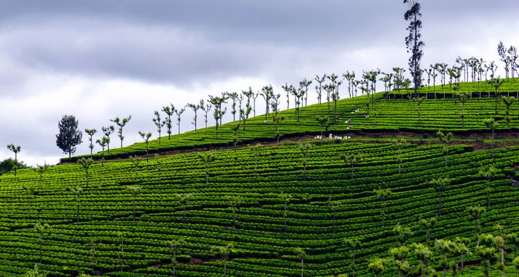 Plantación de té en una ladera bajo un cielo nublado.