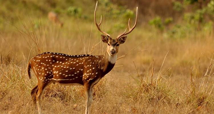 Reh steht in einem trockenen Feld und blickt in Richtung Kamera.