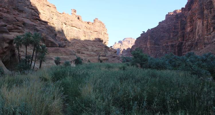 Vegetación en un cañón con formaciones rocosas.