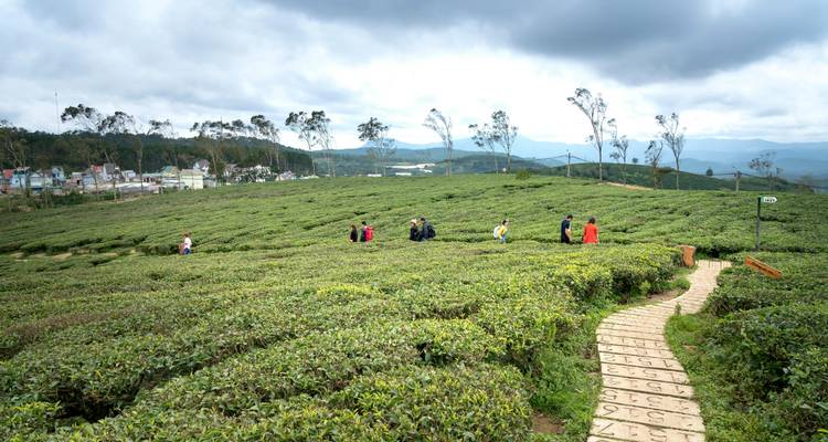 Un sentier à travers de luxuriantes plantations de thé avec des gens qui marchent, sur fond de ciel nuageux.