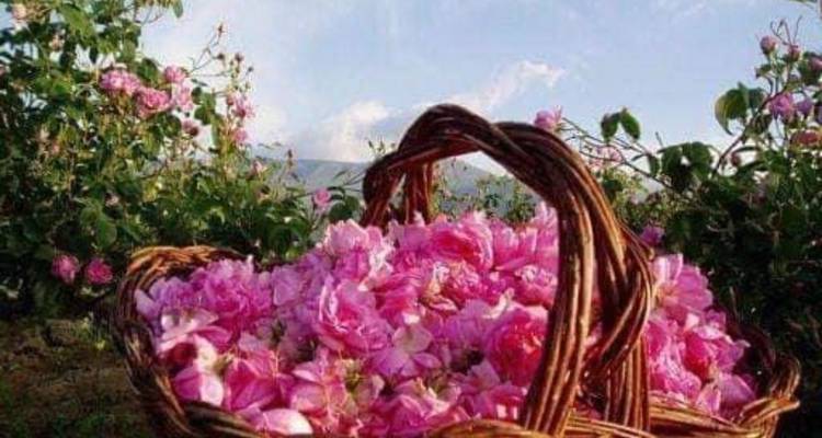 Canasta de rosas rosadas en un jardín exuberante.