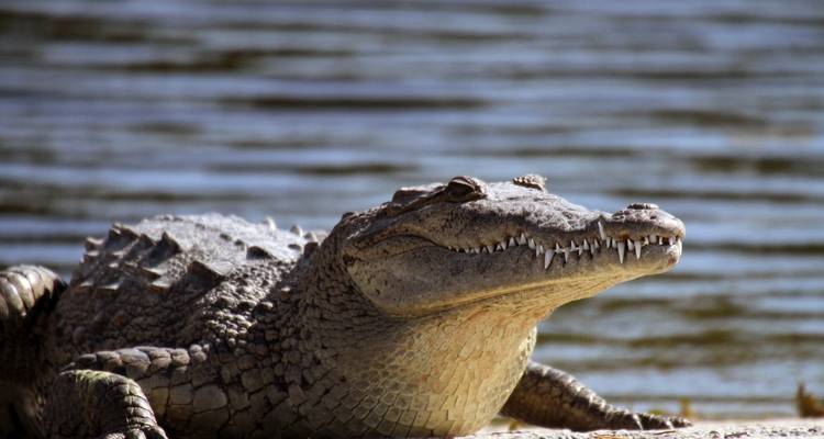 Crocodile se reposant sur une rive sablonneuse avec de l'eau en arrière-plan