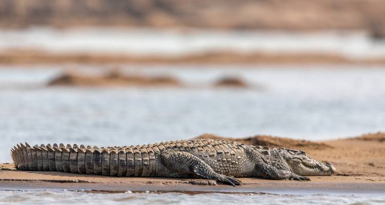 Crocodile allongé sur le sable avec un arrière-plan d'eau flou