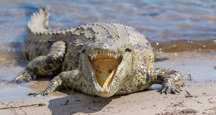 Crocodile avec la gueule ouverte sur une berge sablonneuse
