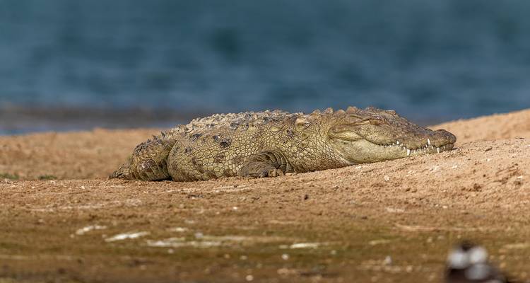 Crocodile se reposant sur une rive sablonneuse avec de l'eau en arrière-plan