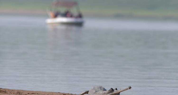 Crocodile sur une berge avec un bateau en arrière-plan
