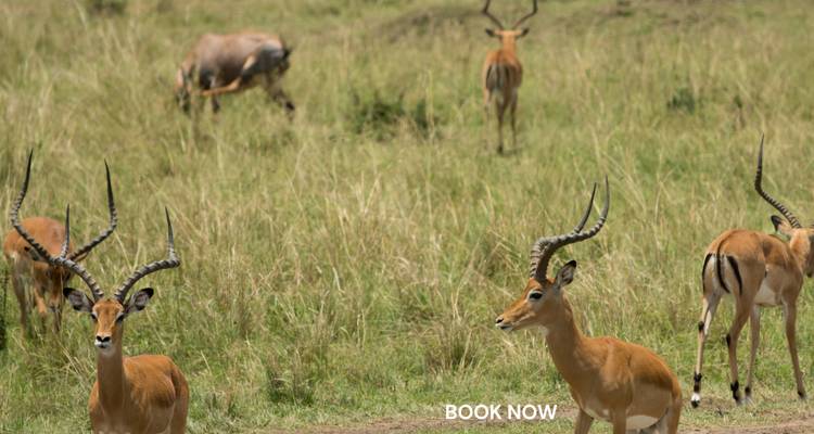Antílopes pastando en un paisaje de safari con texto superpuesto 'RESERVA AHORA'.