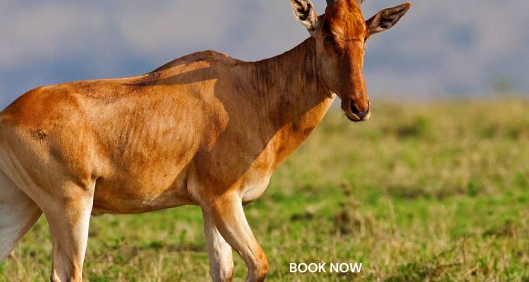 Primer plano de un antílope en una pradera con texto superpuesto 'RESERVA AHORA'.