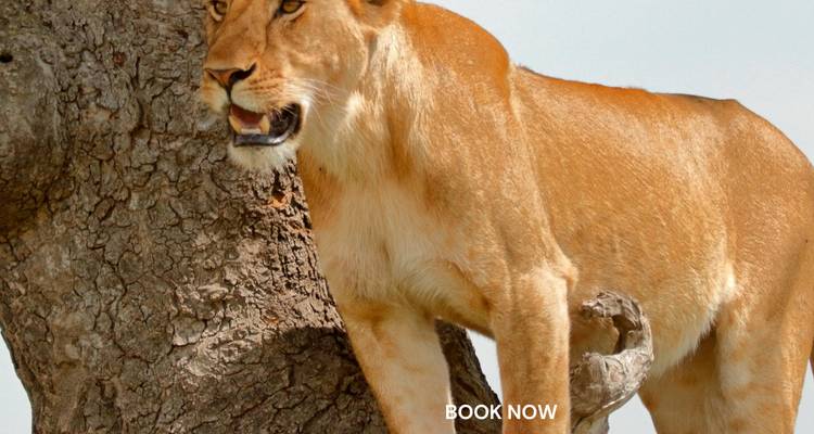 León en una rama de árbol con texto superpuesto 'RESERVAR AHORA'.