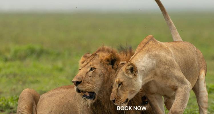 Dos leones interactuando en una llanura cubierta de hierba con una marca de agua.