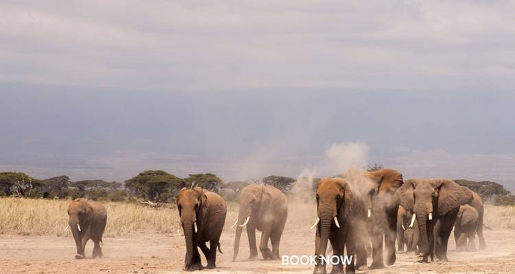 Troupeau d'éléphants marchant dans la poussière avec un filigrane.