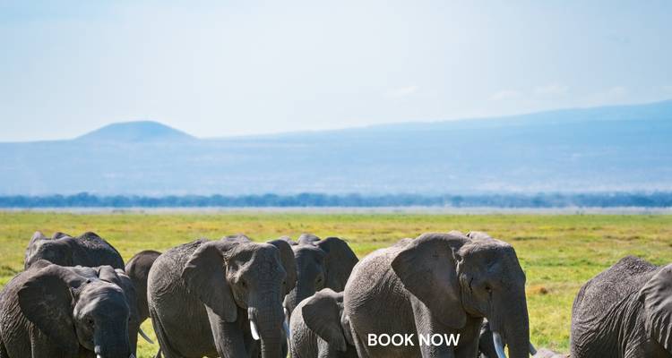 Éléphants dans une savane herbeuse avec un filigrane.