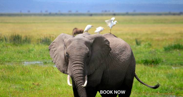Éléphant avec des oiseaux sur son dos dans un champ et un filigrane.