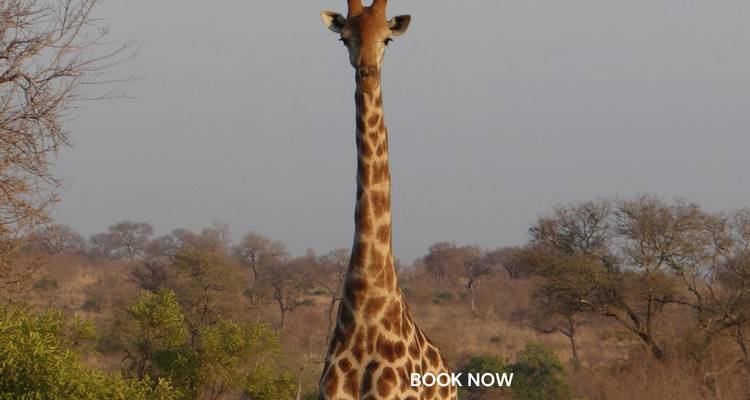 Girafe se dressant dans un espace ouvert avec un filigrane.