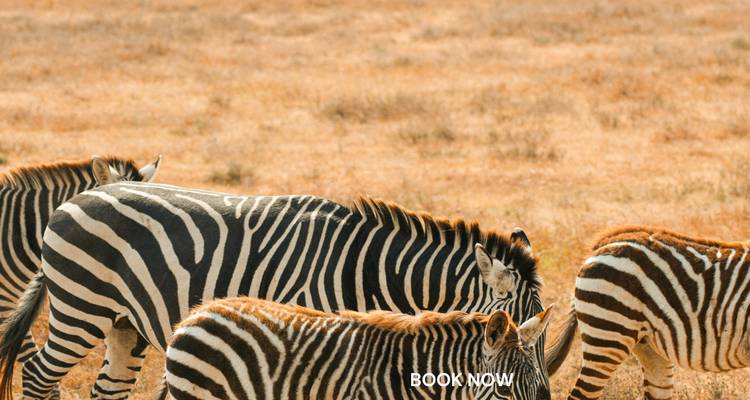 Groupe de zèbres broutant avec un filigrane.
