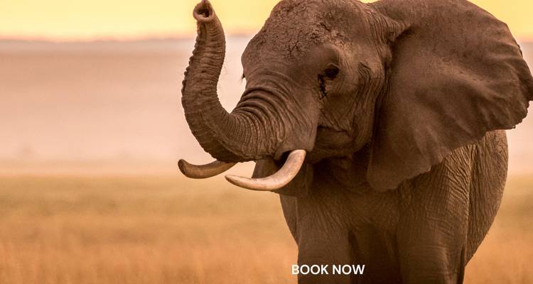 Éléphant levant sa trompe dans le champ ouvert avec un filigrane.