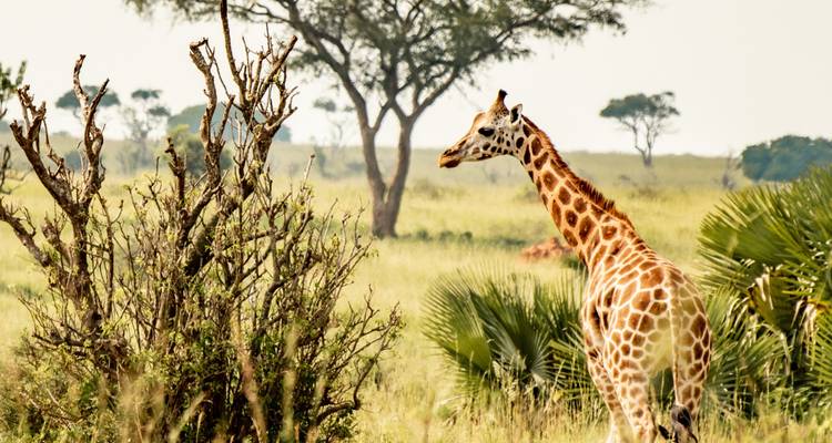 Jirafa caminando por un área con hierba.