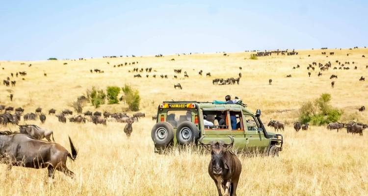 Vehículo de safari con personas en medio de una manada de ñus.