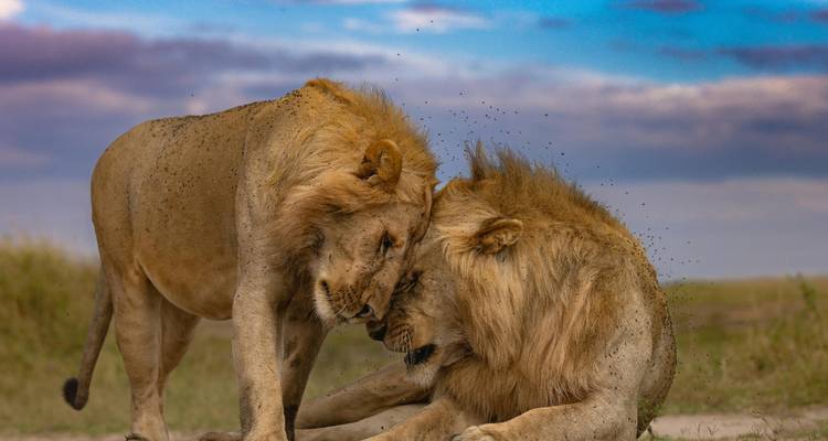 Dos leones macho interactuando de manera juguetona.