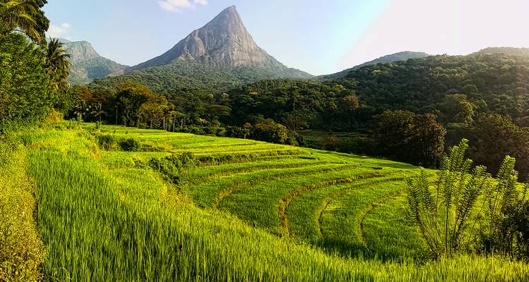 Luxuriantes rizières en terrasses vertes avec une montagne en arrière-plan.