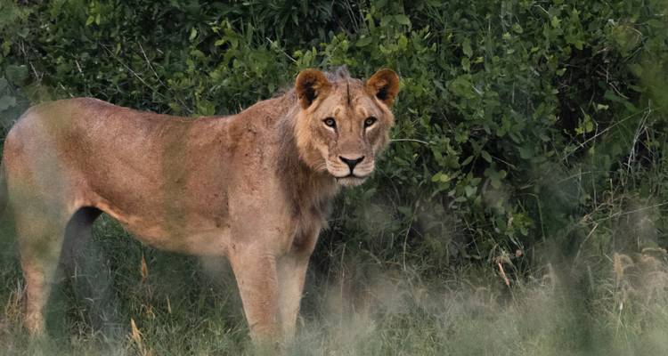 León parado en hierba alta, mirando directamente a la cámara
