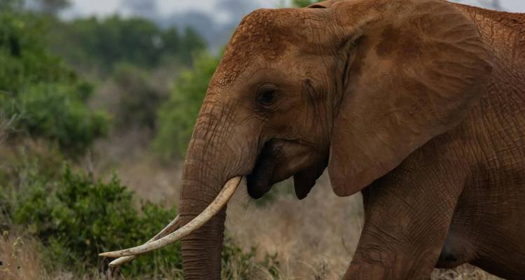 Perfil lateral de un elefante con colmillos en un área con hierba