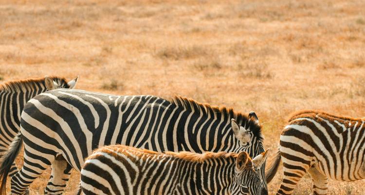 Un grupo de cebras pastando en hierba seca