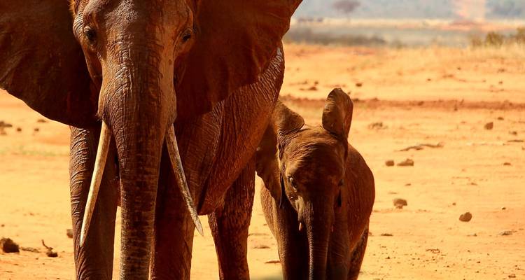 Un elefante adulto y un elefante bebé caminando en tierra seca