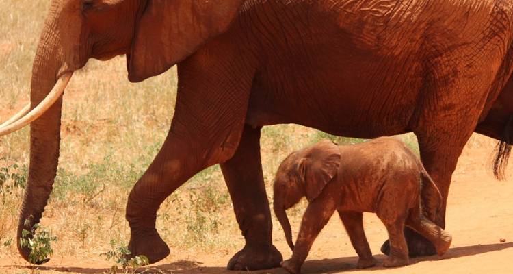 Un elefante con un elefante más pequeño caminando a su lado en un sendero de tierra