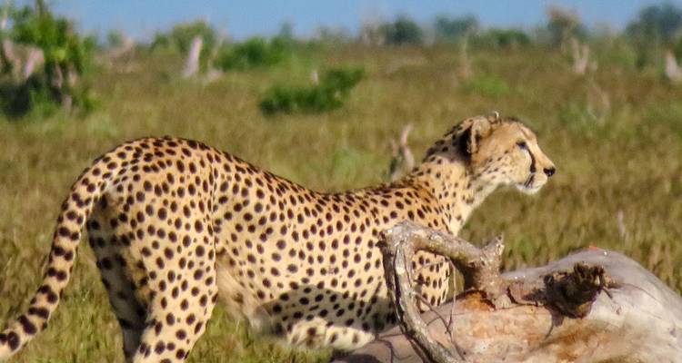 Un guepardo parado cerca de un tronco caído en una pradera abierta