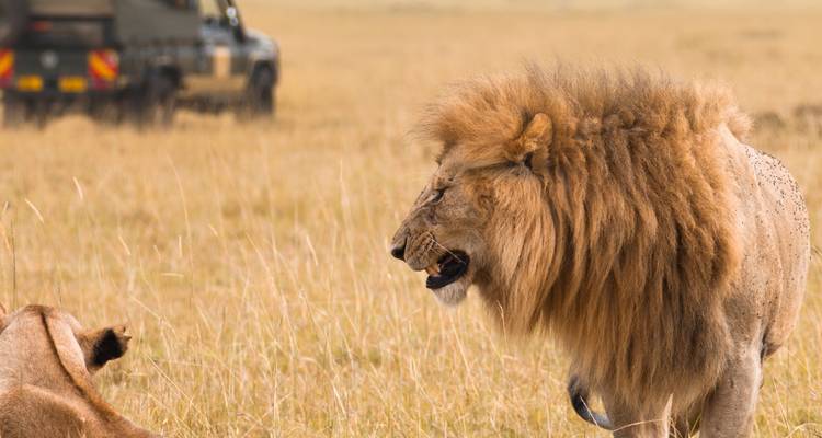 Un león y una leona con un vehículo todoterreno al fondo
