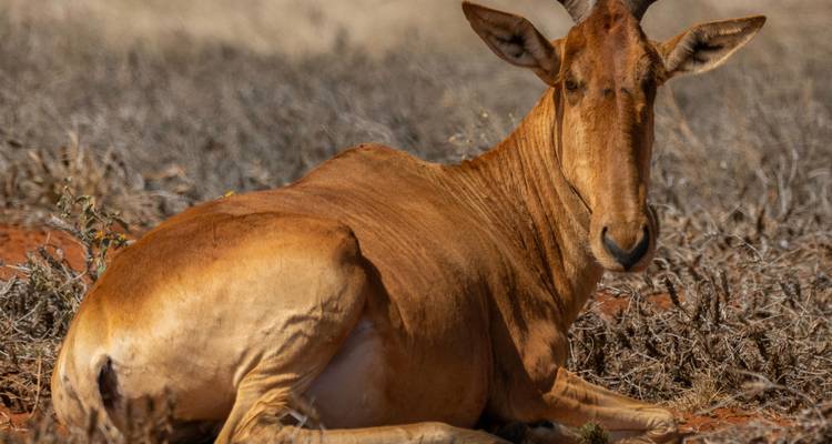 Antílope descansando en el suelo en un área seca y cubierta de hierba