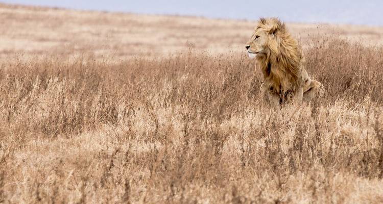Einsamer Löwe ruht in einer trockenen Savanne.