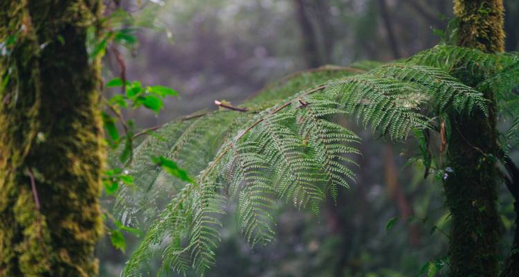 Mistige regenwoud met prominente varens.
