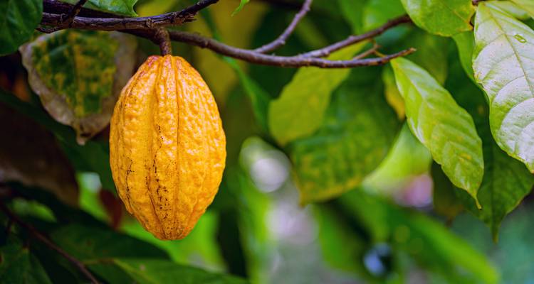Close-up van een gele cacaopeuld die aan een boom hangt.