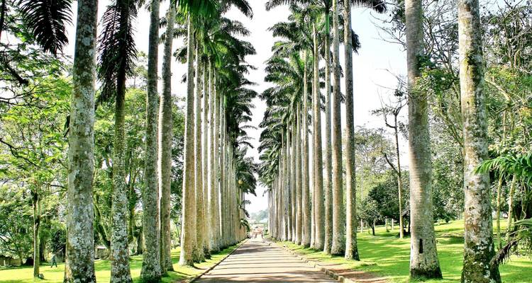 Hoge met palmen omzoomde wandelweg in een botanische tuin.