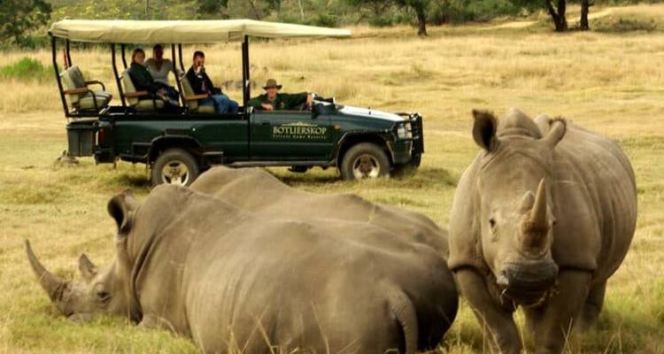 Un véhicule de safari ouvert s'arrête près de deux rhinocéros au repos dans une réserve herbeuse tandis que les visiteurs observent.