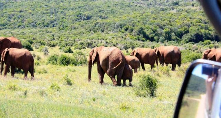 Troupeau d'éléphants rouges de poussière paissent dans les prairies de la savane encadrées par des collines verdoyantes.