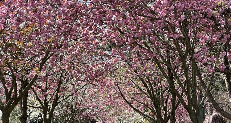Túnel de árboles de cerezo en flor.