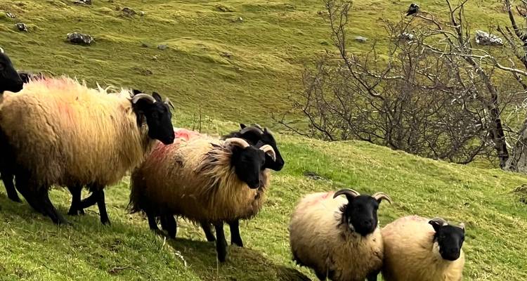 Rebaño de ovejas pastando en una ladera verde.