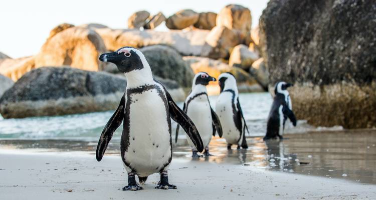 Afrikaanse pinguïns waggelen langs een zandstrand omgeven door granieten rotsblokken en turquoise golven.