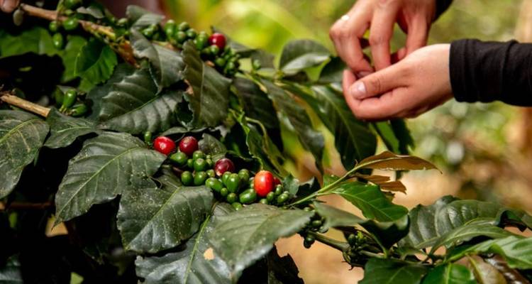 Primer plano de manos recogiendo granos de café de una planta