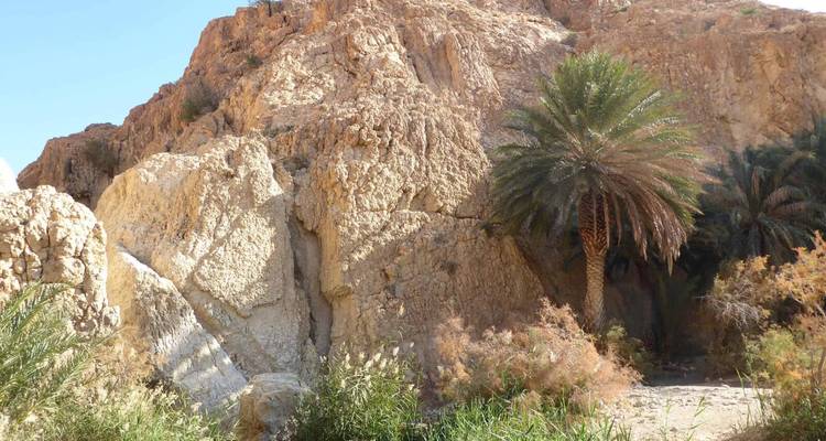 Paysage rocheux avec des palmiers.