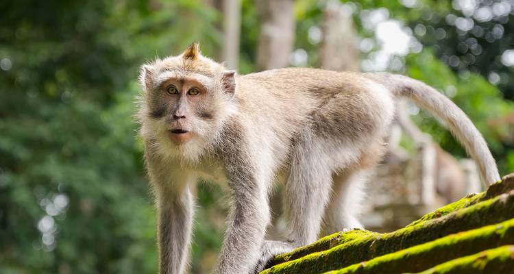 Mono en entorno natural mirando hacia la cámara.