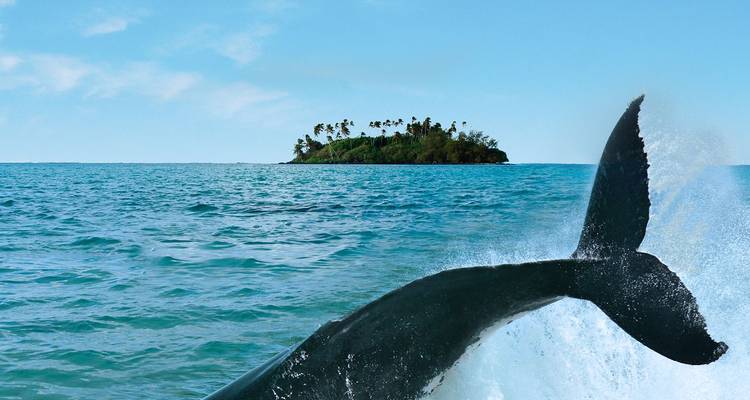 Staart van een bultrug die uit het water spettert boven de oceaan met een klein eilandje met palmbomen in de verte